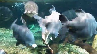 ピラルクの食事　世界淡水魚園水族館 アクア・トト ぎふ - 岐阜県各務原市の水族館