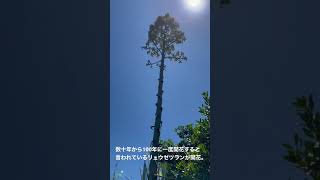 数十年から100年に1度花が咲くリュウゼツランが開花した。