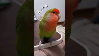 可愛いので許します😤コザクラインコよもちゃん #コザクラインコ  #birds #インコのいる暮らし