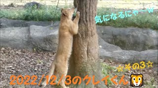 【ライオン】2022/12/3のクレイくん🦁その3　とべ動物園