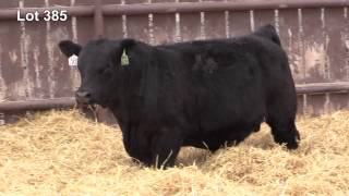 Soderglen Private Treaty Lot 385  Black Simmental