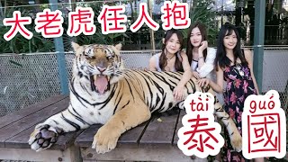 【Vlog】我們在泰國，這裡的老虎居然任人摸！跟貓咪一樣愛撒嬌～另外The animal cafe裡面有超多保育類動物可以近距離接觸，身心靈都被療育了feat.阿咪