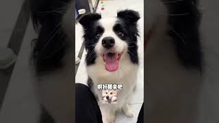 见见：咱两到底谁是狗啊？不带这么欺负人的【边牧见见官方正版】 #pets #萌宠