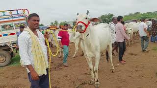 Biggest cows in Pebbair cattle bazaar | Biggest cow | Pebbair cow market | cow videos | cow