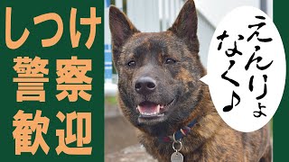 甲斐犬ハルヱと柴犬エミーの川沿い暮らし＝！【#02】