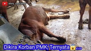 Korban PMK bikin ulah ternyata tidur, dikira sudah dead .. #storysapiblitar#youtuberpemula