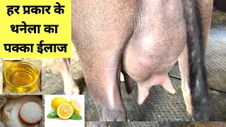 हर प्रकार के थनेला का पक्का ईलाज| Mastitis treatment| Har Prakar ke Thanela ka ilaaz #mastitis #dudh