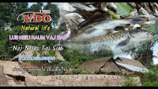 Natural life of Bao Hmong: Noj ntses toj siab/ຫາປາ ກີນເຂົ້າປ່າ/หาปากินเข้าป่า