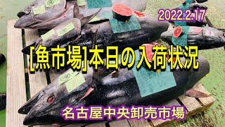 2022年2月17日 [魚市場]本日の入荷状況🐟