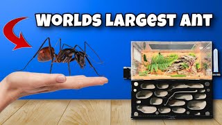 I Kept The Worlds Largest Ant as a Pet… And Most Expensive!