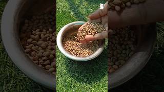 केवल 5 दिन में सबसे जल्दी धनिया उगाने का एकदम नया तरीका #beautifulgardens #shorts #coriander