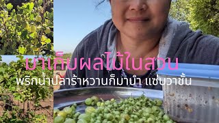 เก็บหมากไม้ในสวนกินส้มตอนเที่ยงพะนะ แทนมะม่วงมะขามพาชมสวนนํา | picking red currants and gooseberries