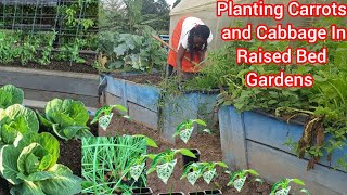 Raised Gardens: Planting Carrots and Cabbage In Raised Gardens In Backyard Farm