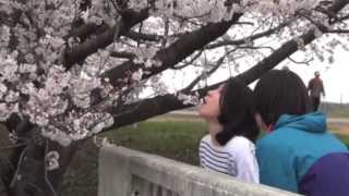 お花見 in 加治川治水記念公園 20130416（新潟県敬和学園大学一戸ゼミ）