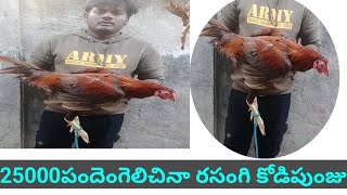 25000రూపాయిల పందెం గెలిచిన కోడి పుంజు#hen fighting#jathikodi #bhemavaramkodi #peruchiken #berasakodi