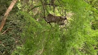 箕面山のお猿さん🐵木から木へ飛び移る