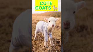 Cute Baby Goat 🐐 #shorts #animals #goats #babygoats