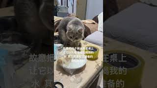 为了骗它喝水也是想尽了办法记录猫咪日常 蓝金渐层 是只小肉团啊