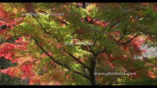 【動画素材 9364】紅葉 | 群馬 赤城自然園 | DCI 4K