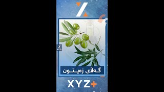 سوودەکانی گەڵای زەیتون  بزانن؟