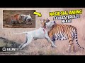 Menantang & Menggonggongi Harimau, Anjing ini Di Terkam Harimau