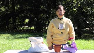 How to Transplant Gerbera Inside in the Winter : Gerbera Plant Care