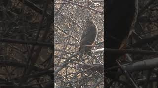 Воробьи не ловятся. Ястреб Перепелятник. Sparrowhawk. Gavilán común.  #birds #птицы #nature