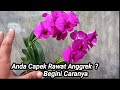 Tips Agar Anggrek Rajin Berbunga