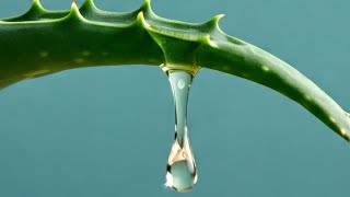 Never Buy Aloe Vera Again! Grow It Everywhere! 🌱💰