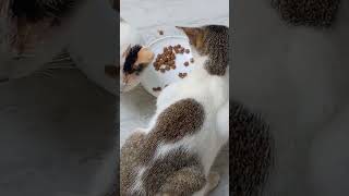 സത്യം പറയാലൊവായിൽ വെക്കാൻ കൊള്ളില്ല #cat #catvideos #catlover