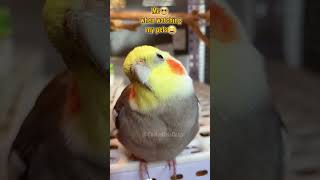 I turn into hilarious sound machine, reacting to my pets' cuteness! 😄  #cockatielscraze