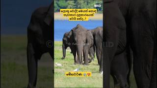 මේඝවර්ණ 🐘😍 | ලොකු වෙද්දි මෙයත් හොඳ හැඩකාර දළකාරයෙක් වෙයි නේද..?  | PathumS WILD