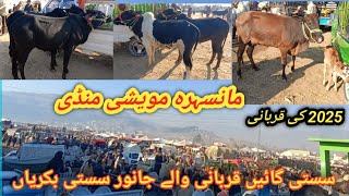 today mansehra maveshi Mandi latest update ||sasti gay qurbani ke janwar sasti bakriyan||