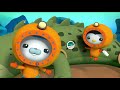 octonauts keeping the saltwater crocodile warm cartoons for kids underwater sea education