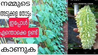 നമ്മുടെ  അടുക്കള  കൃഷി  #  ഇപ്പോൾ എന്തെല്ലാം  ഉണ്ട് #  See  Video