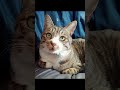 夏毛と冬毛　 にゃんこ ねこ動画 キジトラ キジ白 キジ白猫 猫のいる暮らし 夏毛冬毛