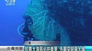 蘭嶼藍洞大海扇疑遭破壞 潛水客籲擒兇 20151126 公視中晝