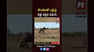 #elephant #bull #wildanimals #hittvtelugunews