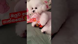 නිදාගෙන ඉන්න පපීට මොකද්ද එ කරේ...😢#korea #doglover #vairalshort #vairalvideo #vairalsong #2024