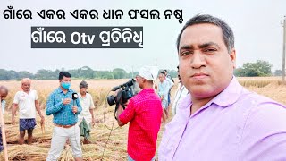 ଗାଁରେ ଆଜି @otvodisha team l ଏକର ଏକର ଧାନ ଫସଲ ନଷ୍ଟ ଓ ଗଜା l Heavy rainfall destroyed rice farming in village