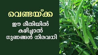 വെണ്ടയ്ക്ക ഈ രീതിയിൽ കഴിച്ചാൽ ഗുണങ്ങൾ നിരവധി | ladies finger surprising benefits