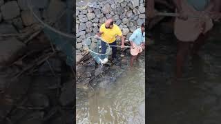 Catching big fish in hand line at #parassinikadavu #kannur #monsterfish #monster #shorts #fishing