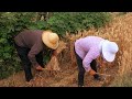 Wheat Harvest By Hand With Sickle In 2020