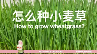 How to grow wheatgrass at home?