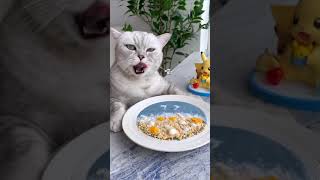 Cat Cooking Food ASMR || Cat Artist, Making Ocean oil Painting Food#Shorts