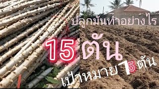 ปลูกมันเบอร์30 ระบบน้ำหยด | มันสำปะหลัง | เกษตรยั่งยืน | เกษตรสร้างรายได้