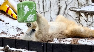 雪の朝のゴロゴロフブキ #フブキ #ホッキョクグマ #東山動植物園 #男鹿水族館gao #polarbear