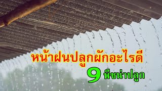 หน้าฝนปลูกผักอะไรดี