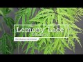 30 Seconds with Lemony Lace® Elderberry