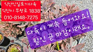 (익산신일토기다육)#다육판매#할인마감임박♡새로운다육추가#010-8148-7275